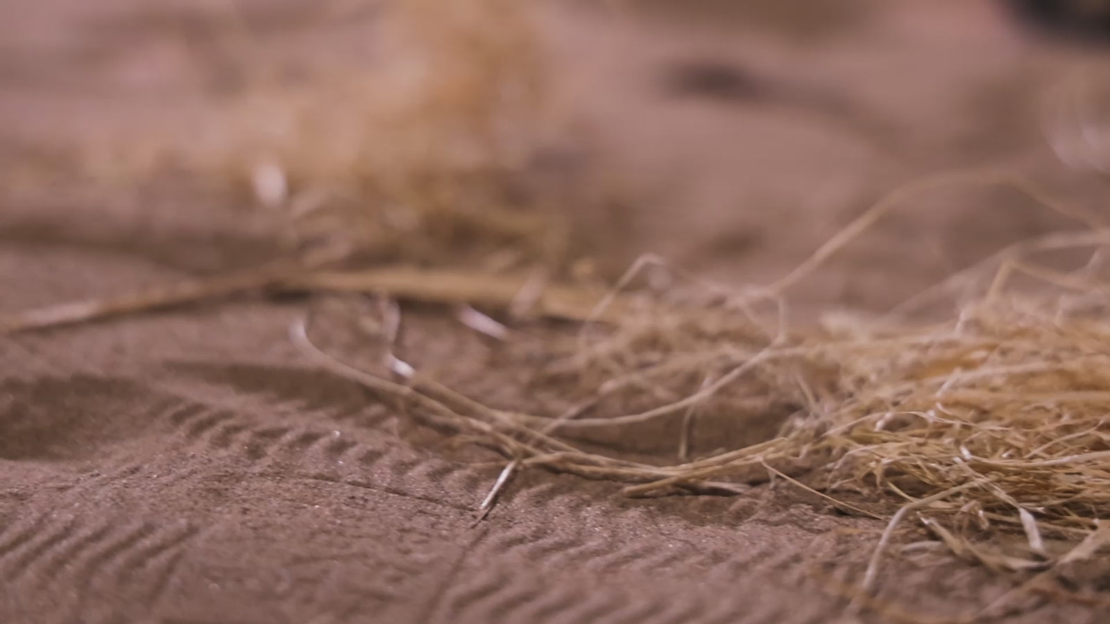 Ailen bambola del sesso (Dolls Castle 156 cm Coppa E #A1 TPE)